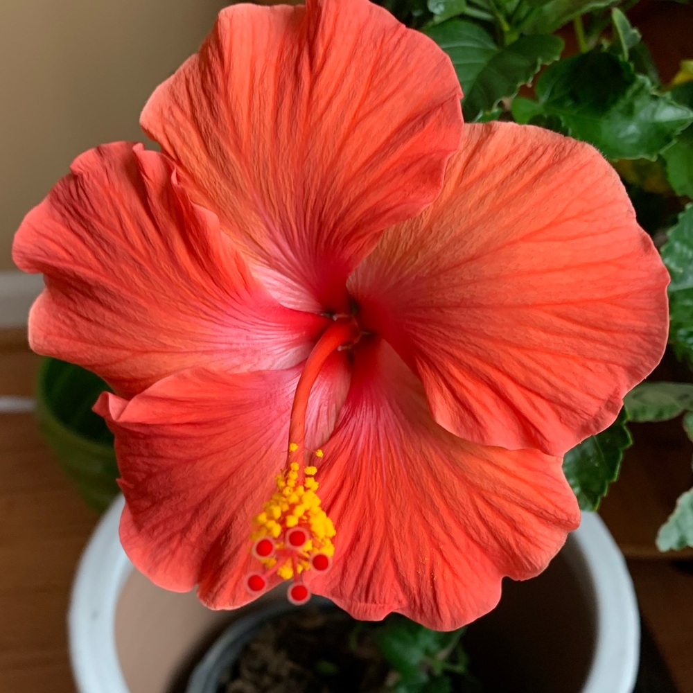 Meet your Posher, Dina